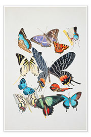 Poster Group of Lepidoptera insects