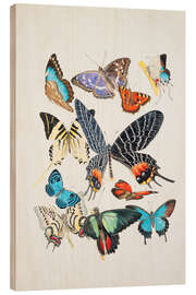 Wood print Group of Lepidoptera insects