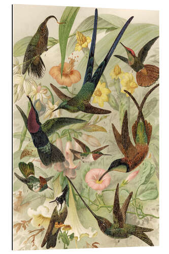 Gallery print Hummingbirds