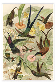 Poster Kolibris