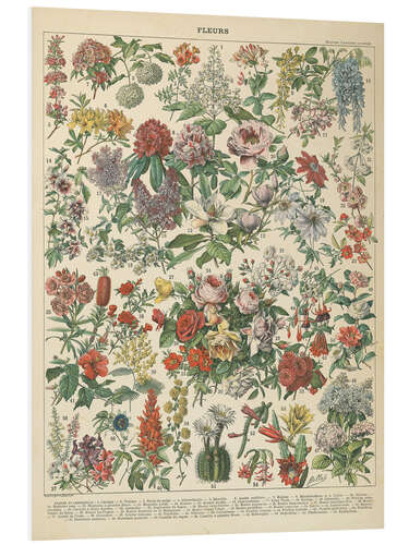 Foam board print Vintage floral chart