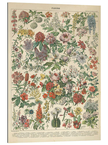 Galleritryk Vintage floral chart