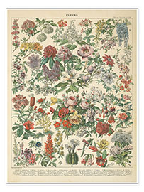Wall print  Vintage floral chart - Wild Apple Portfolio