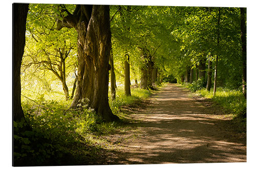 Aluminium print Avenue in spring