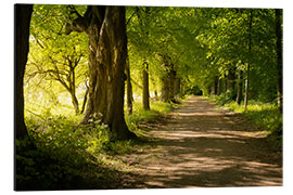 Aluminiumsbilde Avenue in spring