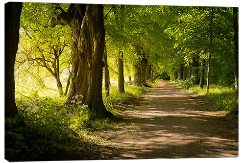 Leinwandbild Allee im Frühling