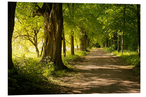 Foam board print Avenue in spring