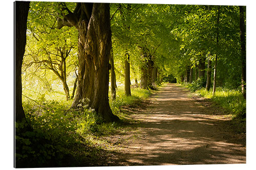 Gallery Print Allee im Frühling