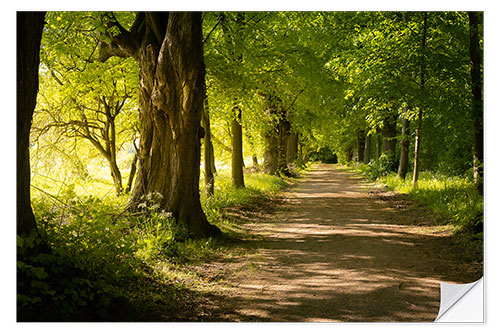 Selvklebende plakat Avenue in spring