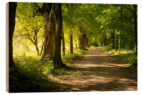 Trätavla Avenue in spring