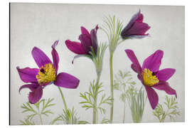 Aluminium print Pasque flower