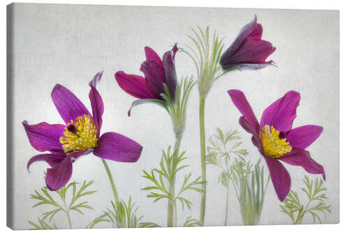 Canvas print Pasque flower