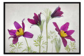 Gerahmter Kunstdruck Kuhschellen