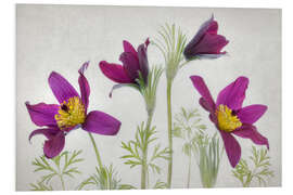 Foam board print Pasque flower