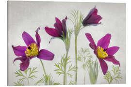 Gallery print Pasque flower