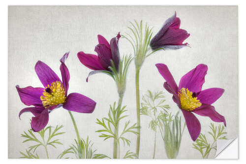 Wall sticker Pasque flower