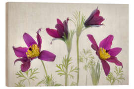 Wood print Pasque flower