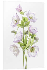 Foam board print Hellebore