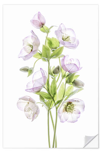 Selvklebende plakat Hellebore