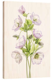 Trebilde Hellebore