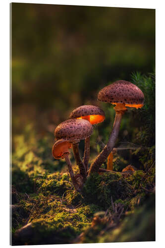 Acrylic print Luminescent mushrooms