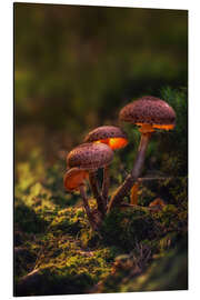 Aluminium print Luminescent mushrooms