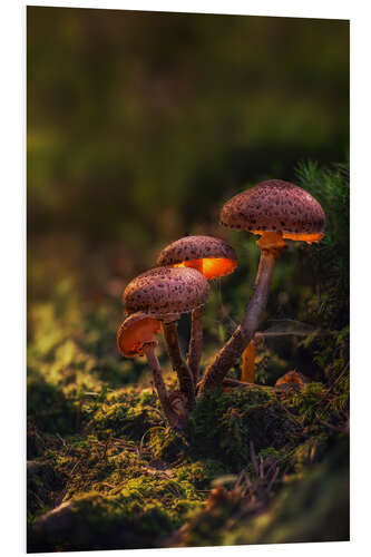 PVC-tavla Luminescent mushrooms