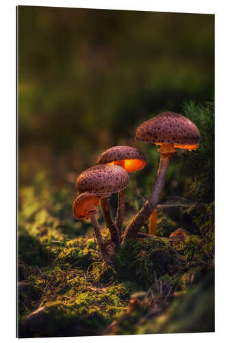 Galleritryk Luminescent mushrooms