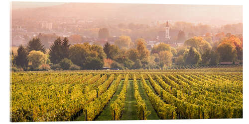 Acrylic print Vineyard in autumn, Rheingau