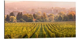 Aluminium print Vineyard in autumn, Rheingau