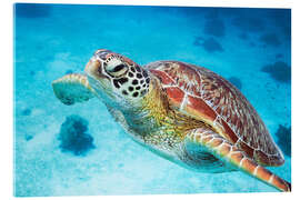 Akrylbillede  Sea turtle close up - Matteo Colombo