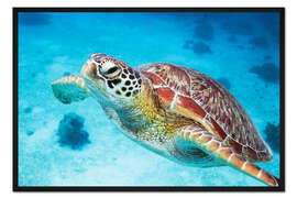 Gerahmter Kunstdruck Meeresschildkröte hautnah