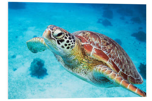 Foam board print Sea turtle close up