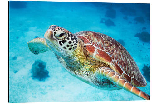 Galleriprint Sea turtle close up