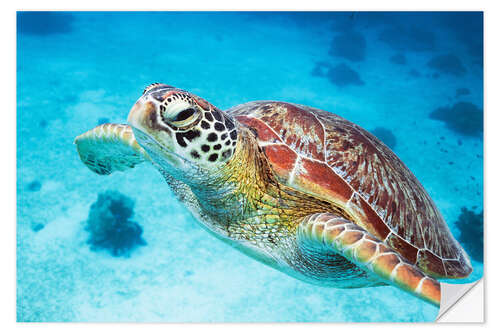 Sticker mural Tortue de mer se bouchent