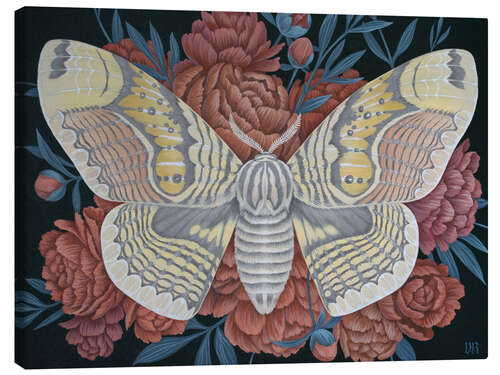 Canvas print Brahmin Moth