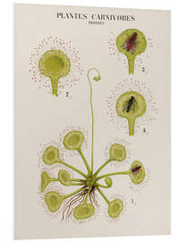 Foam board print Carnivorous Plants, French