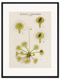 Gerahmter Kunstdruck Fleischfressende Pflanzen, französisch