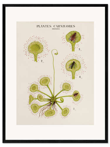 Framed art print Carnivorous Plants, French