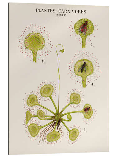 Gallery print Carnivorous Plants, French