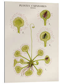 Gallery print Carnivorous Plants, French