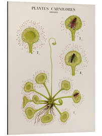 Magnettafel Fleischfressende Pflanzen, französisch