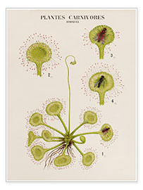 Wall print  Carnivorous Plants, French - Vintage Educational Collection