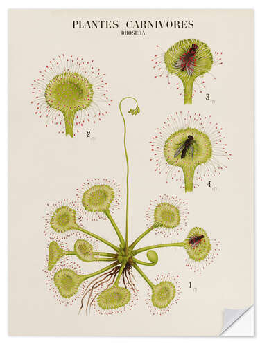 Naklejka na ścianę Carnivorous Plants, French