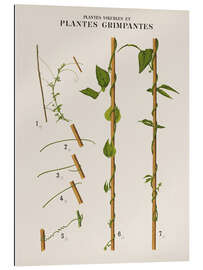 Gallery print Climbing plants, French