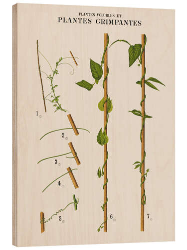 Wood print Climbing plants, French