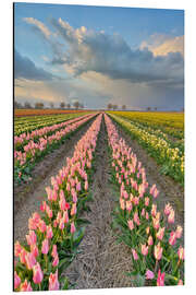 Print på aluminium Evening mood in a tulip field