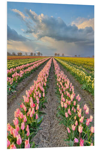 Bilde på skumplate Evening mood in a tulip field