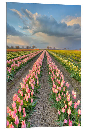 Galleriprint Evening mood in a tulip field