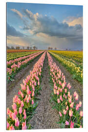 Gallery print Evening mood in a tulip field